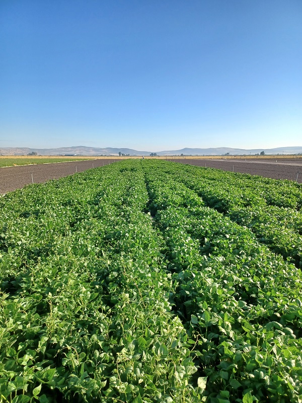 bean field in northern California